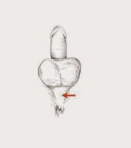 muscles de puissance et leur tension pour augmenter la puissance